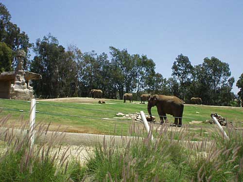 San Diego Wild Animal Park