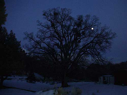 Oak and moon