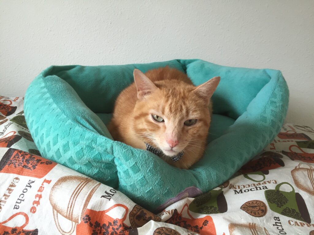 Simba, an orange cat, sitting in a turquoise cat bed, facing the viewer.