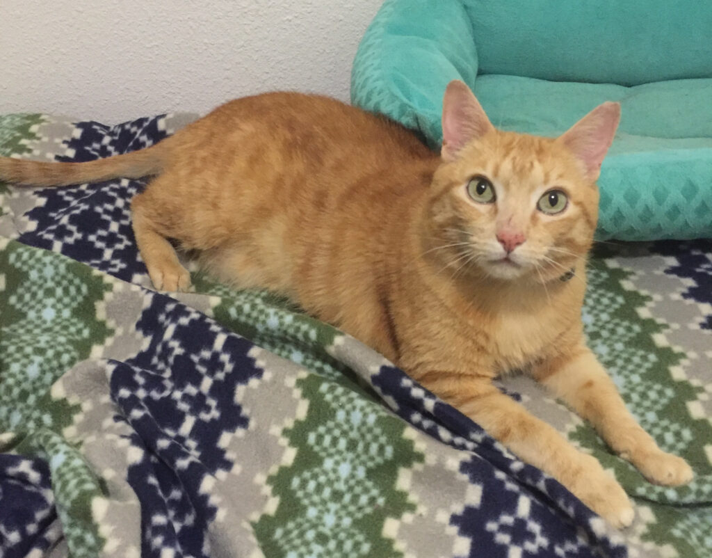 Photo of an orange cat sitting on a blanket with his forelegs outstretched, looking alertly at the camera