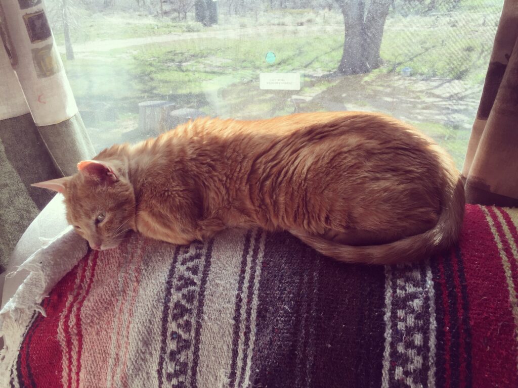 Mister, and orange cat, asleep on the back of the sofa in the window looking out on the front yard.