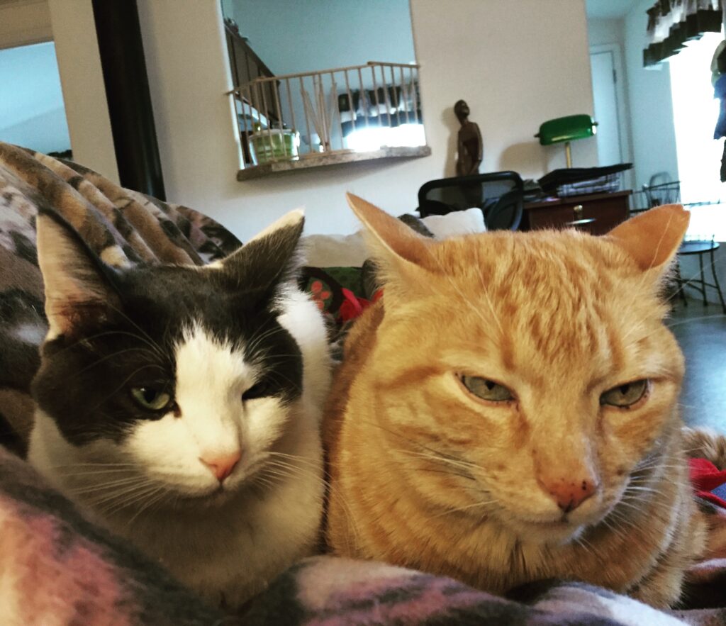 Two cats sitting next to each other, facing the viewer. On the left is a small dark gray-and-white cat, on the right is an orange slightly disgruntled-looking cat.