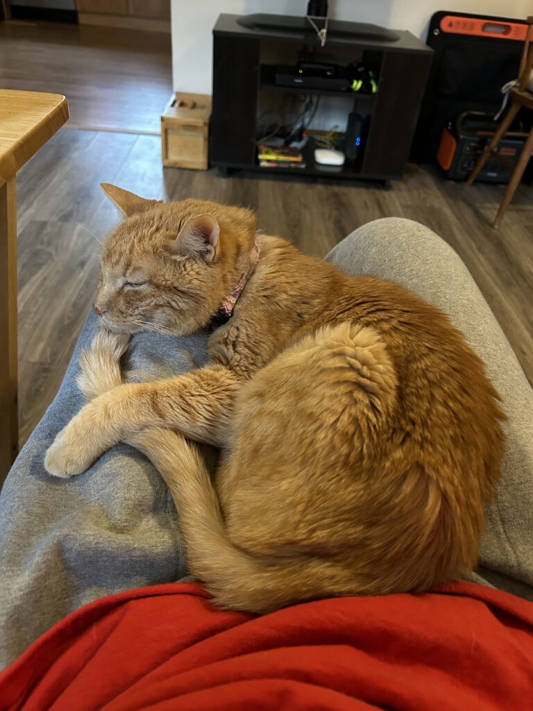 An orange cat curled up in his person's lap